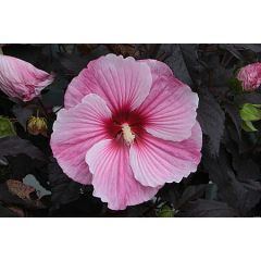 Hibiskus bylinowy 'Starry Night'